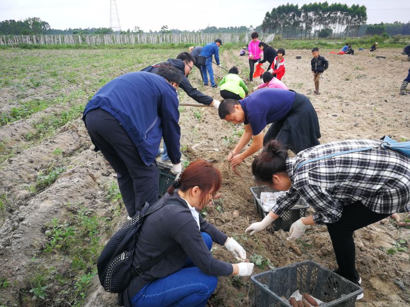 全體人員分組挖地瓜